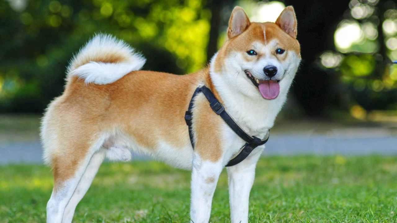 Shiba Inu