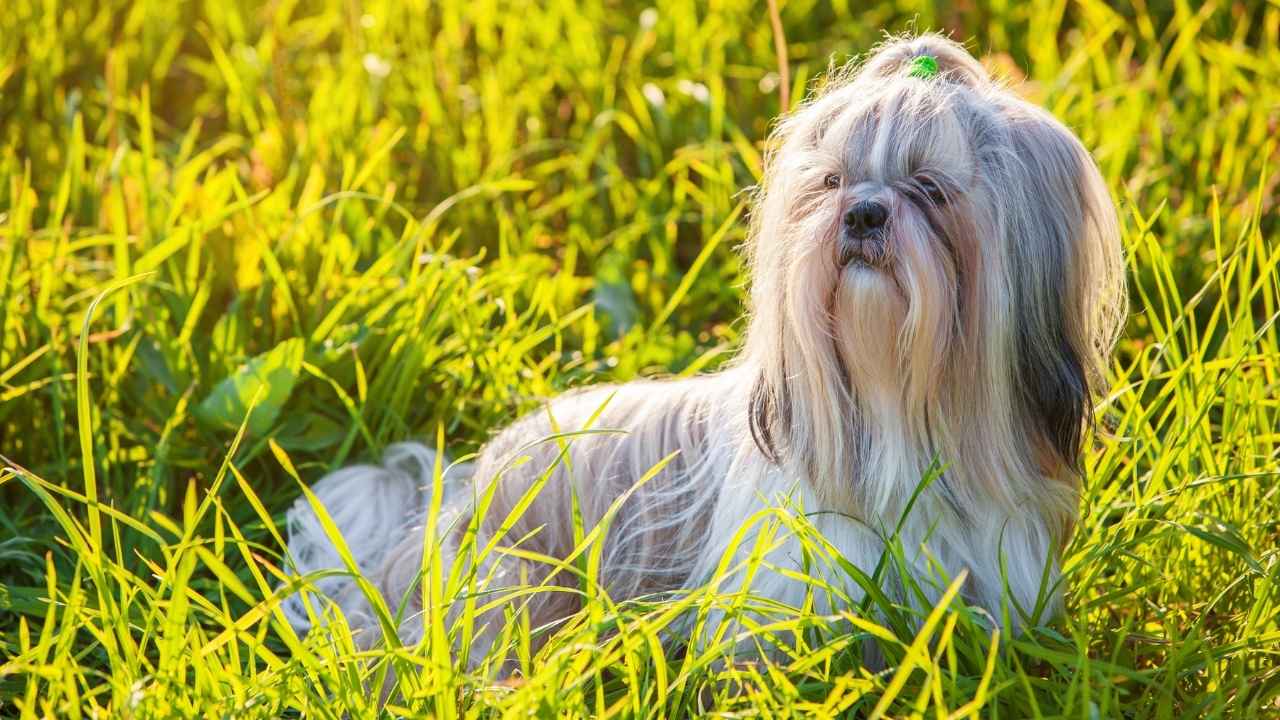 Shih Tzu