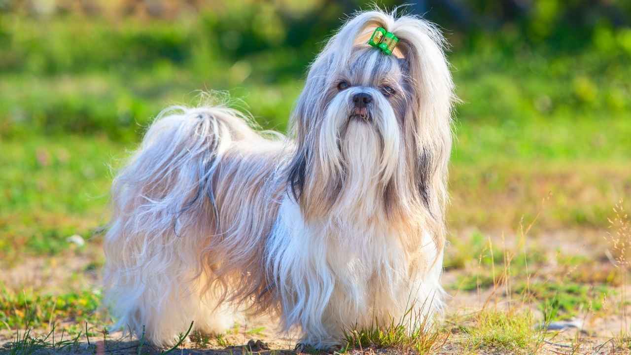 Shih Tzu