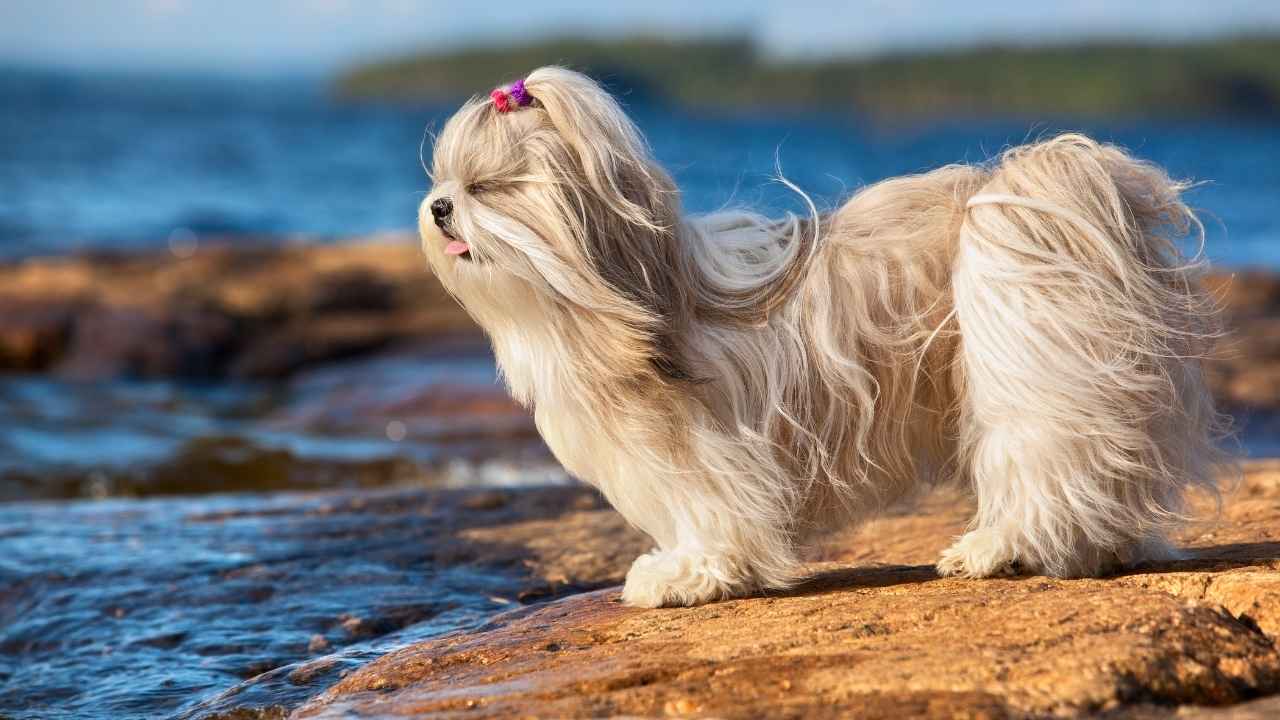 Shih Tzu