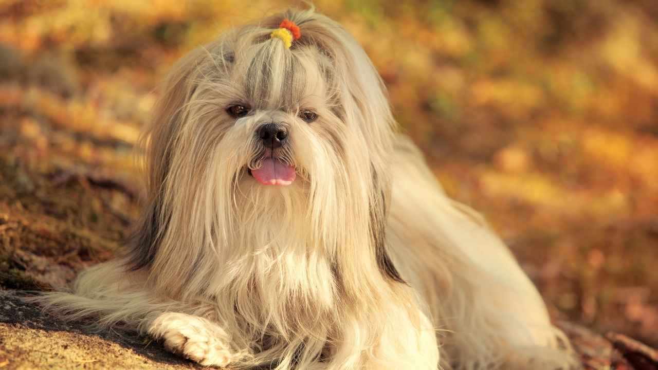 Shih Tzu