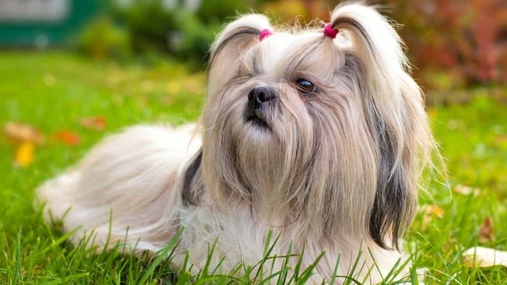 Shih Tzu