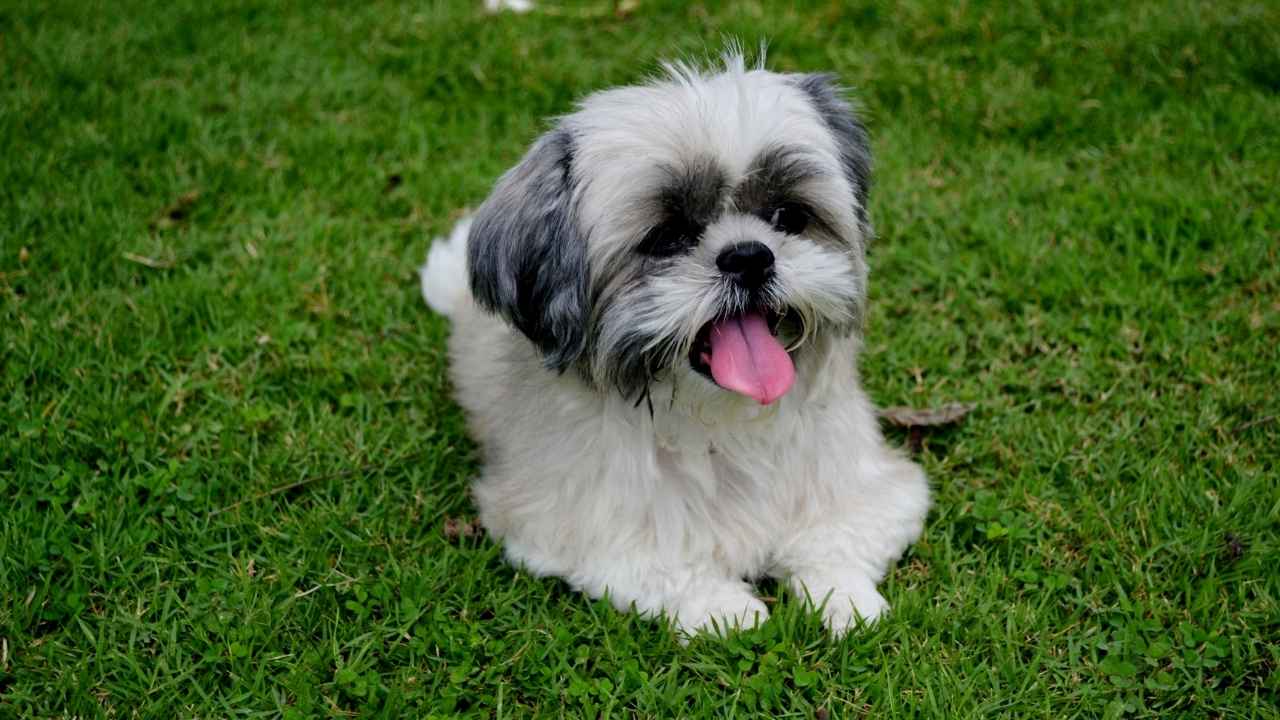 Shih Tzu