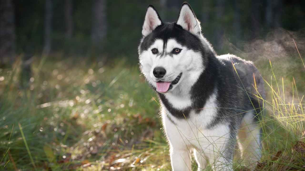 Siberian Husky