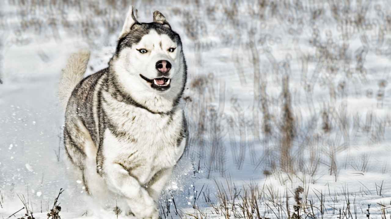 Siberian Husky