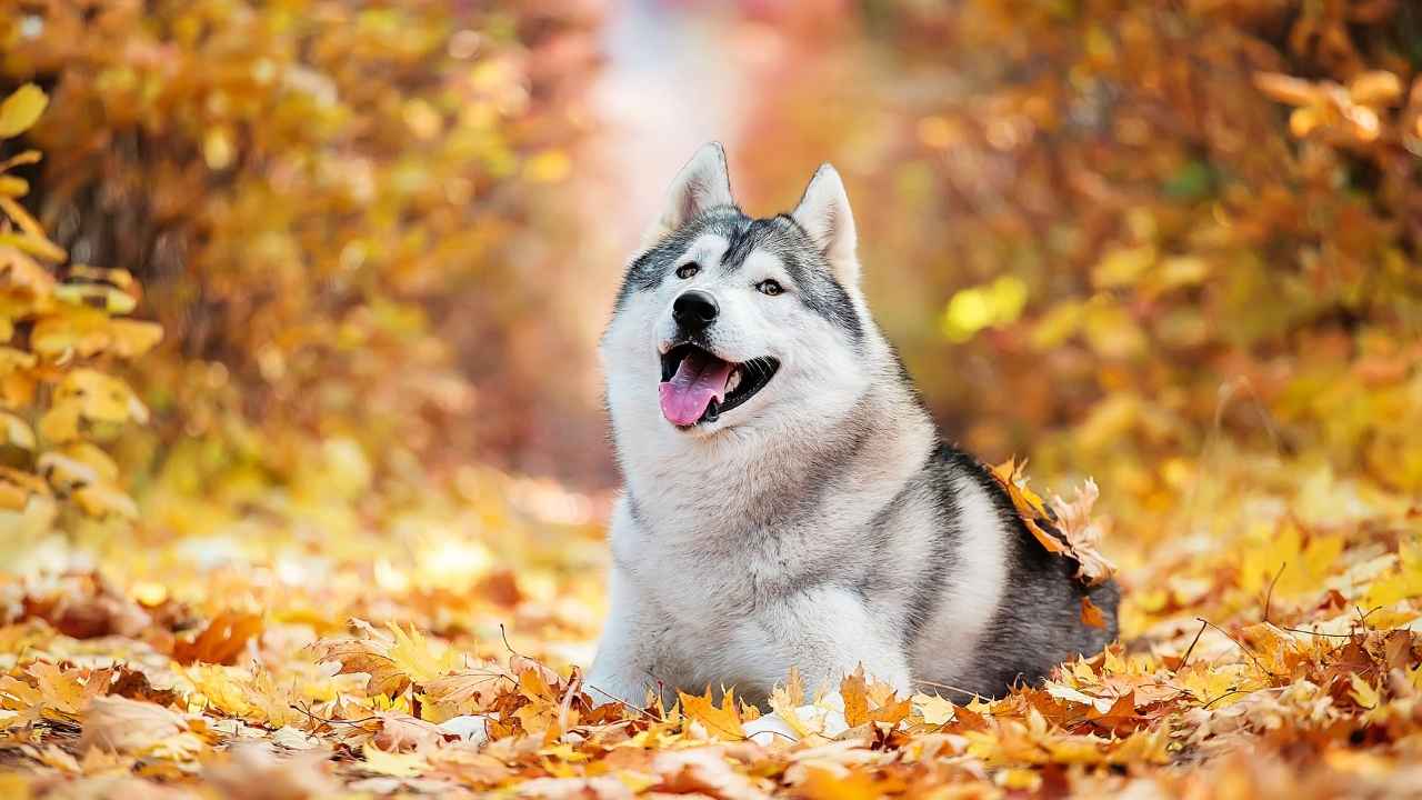 Siberian Husky