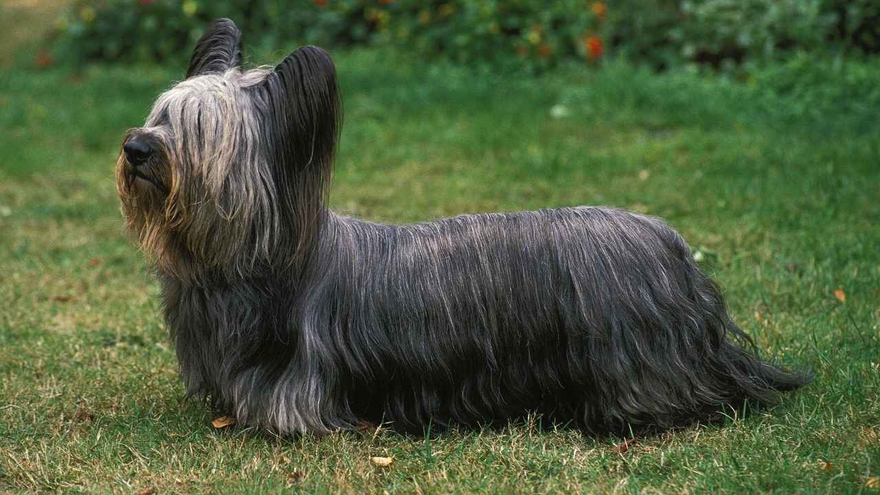 Skye Terrier