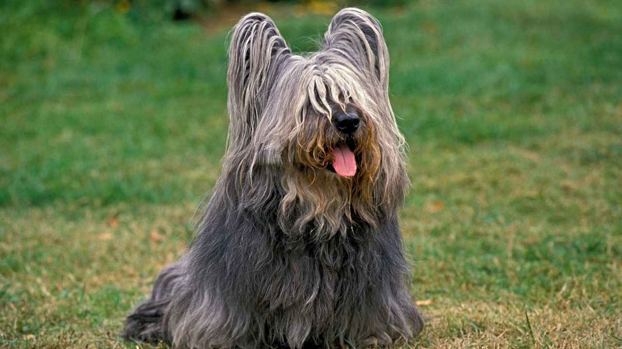 Skye Terrier