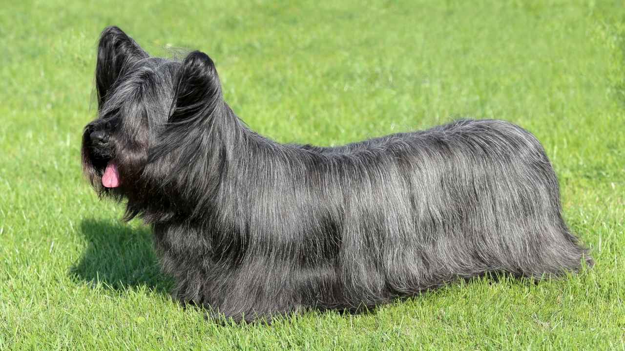 Skye Terrier