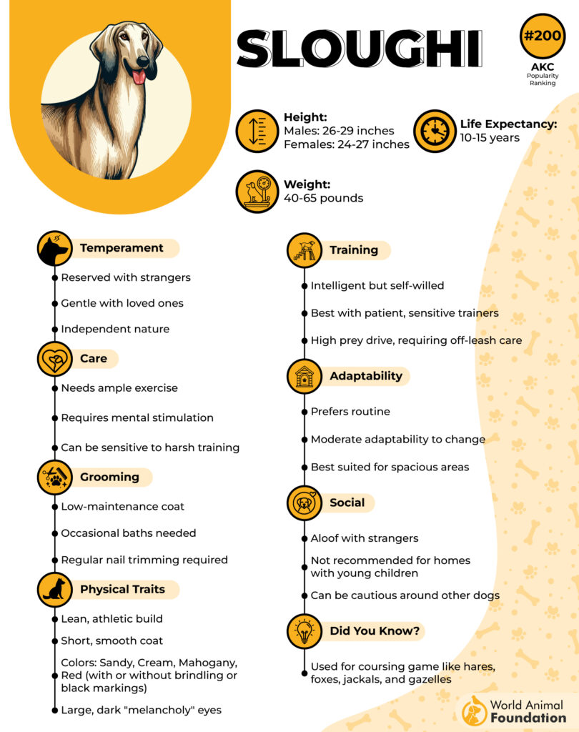 Sloughi Breed Profile 01