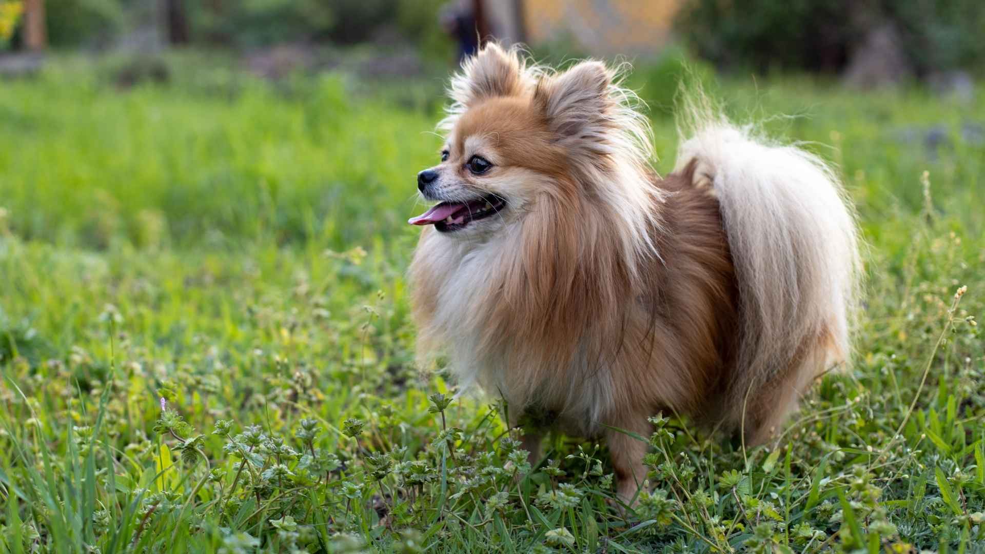 Small Double Coated Dog Breeds That Are Both Cute Hardy