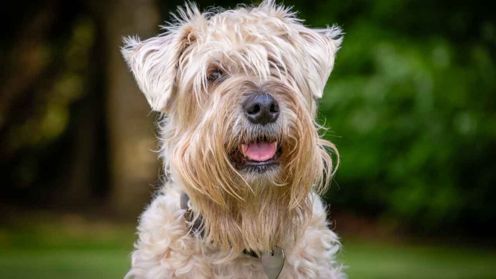 Soft-Coated Wheaten Terrier