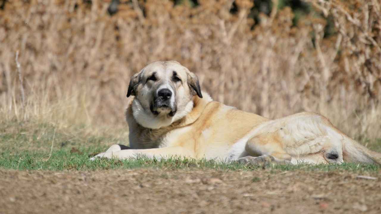 Spanish Mastiff