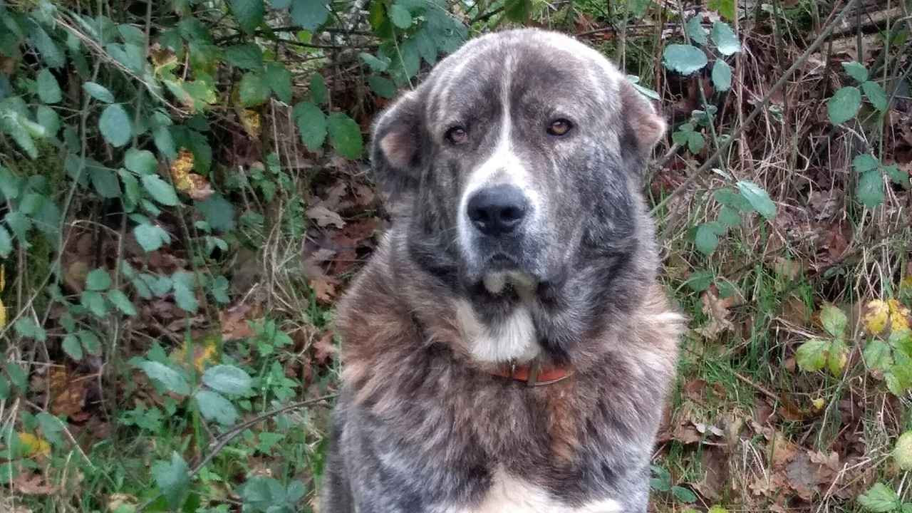 Spanish Mastiff