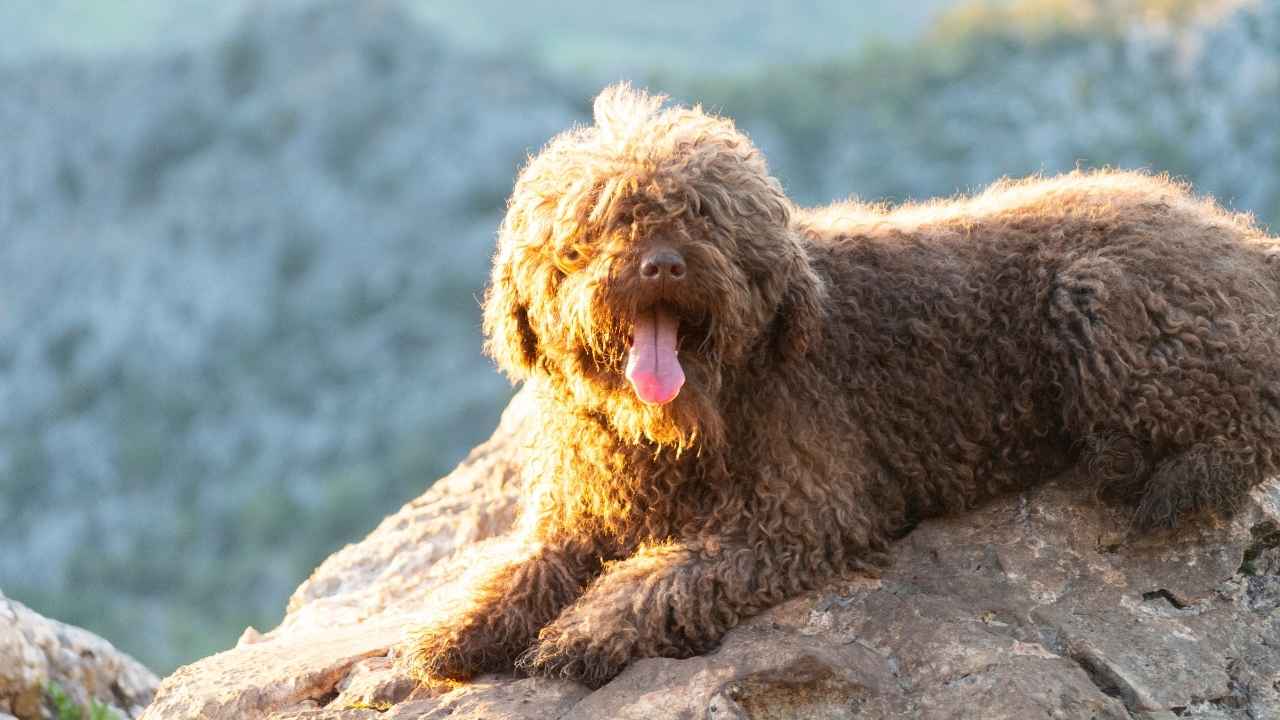 Spanish Water Dog