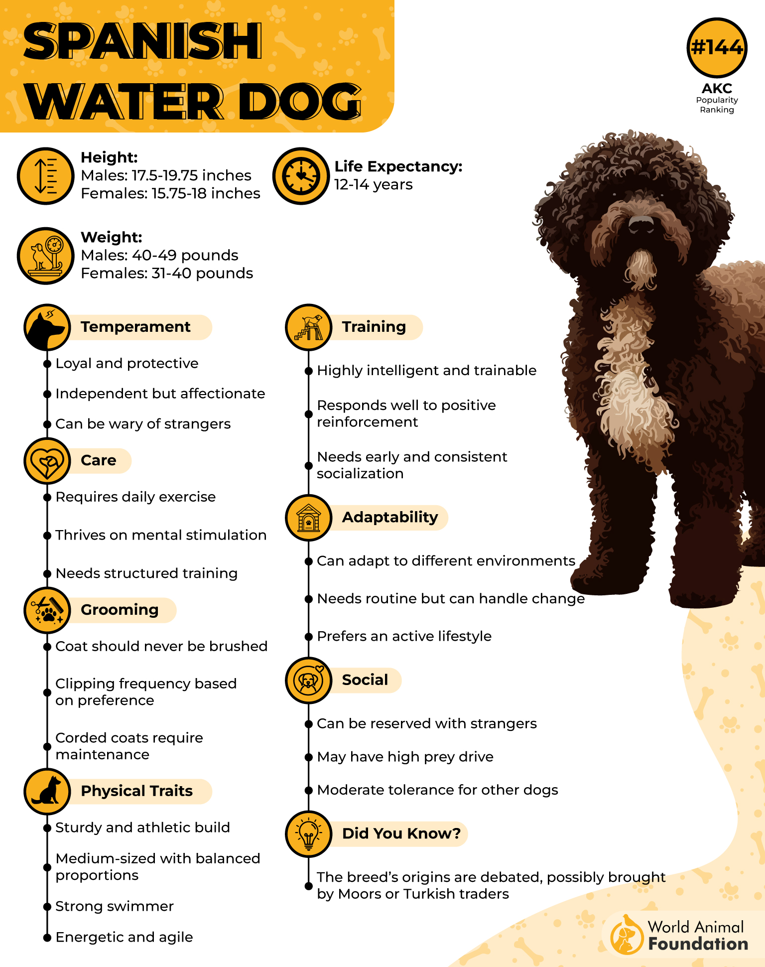 Spanish Water Dog Profile