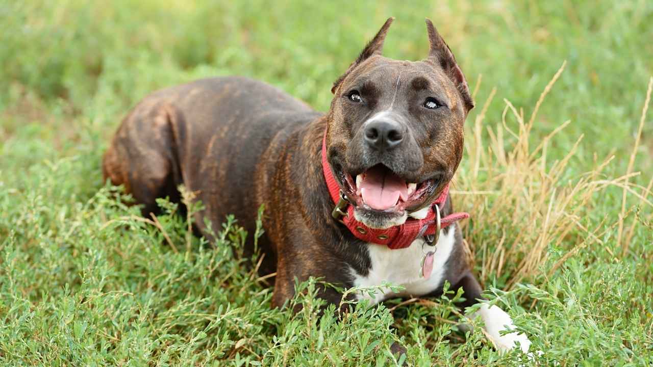 Staffordshire Bull Terrier