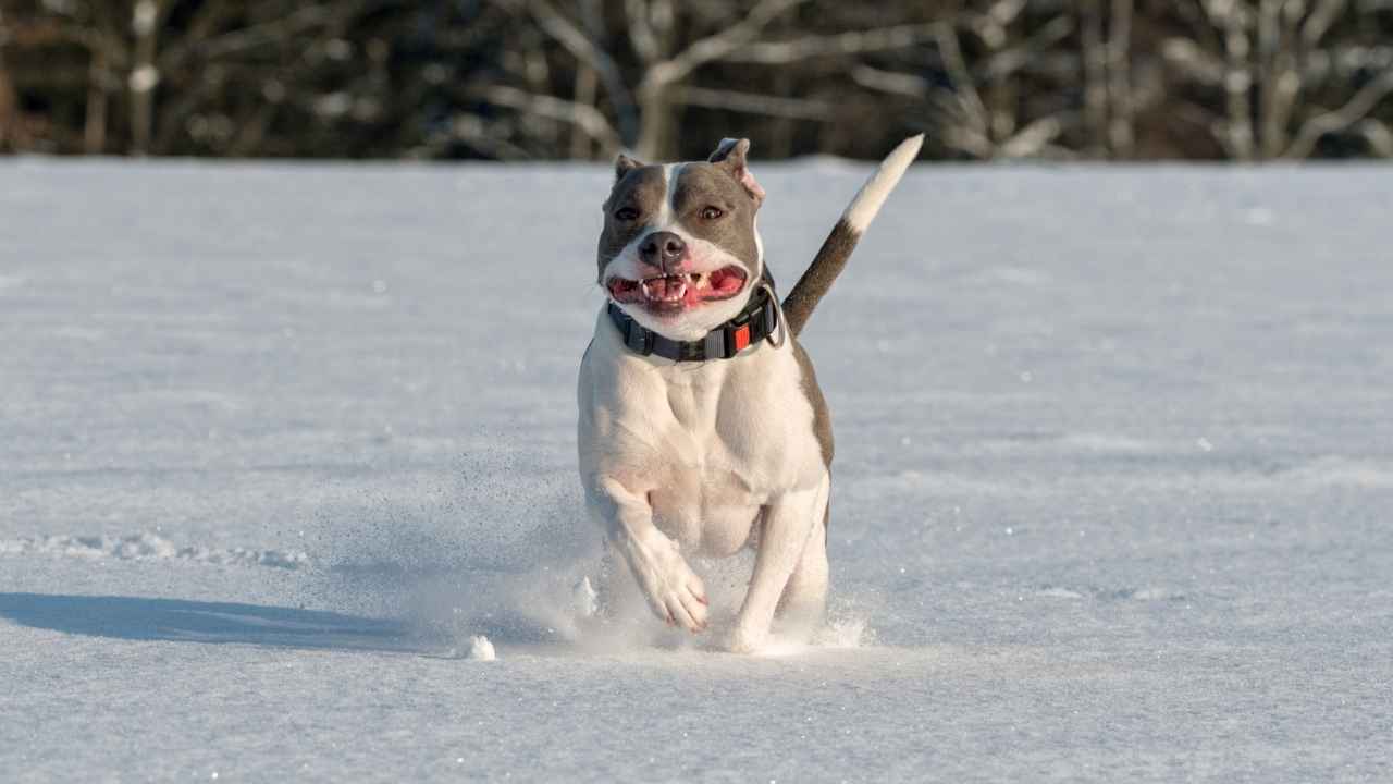 Staffordshire Bull Terrier