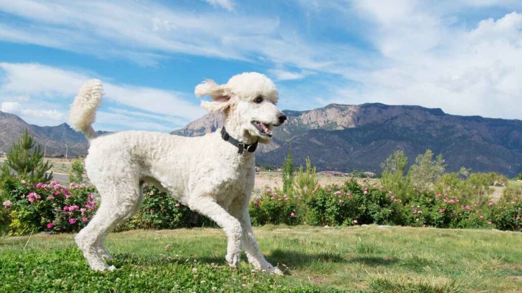 Standard Poodle 3