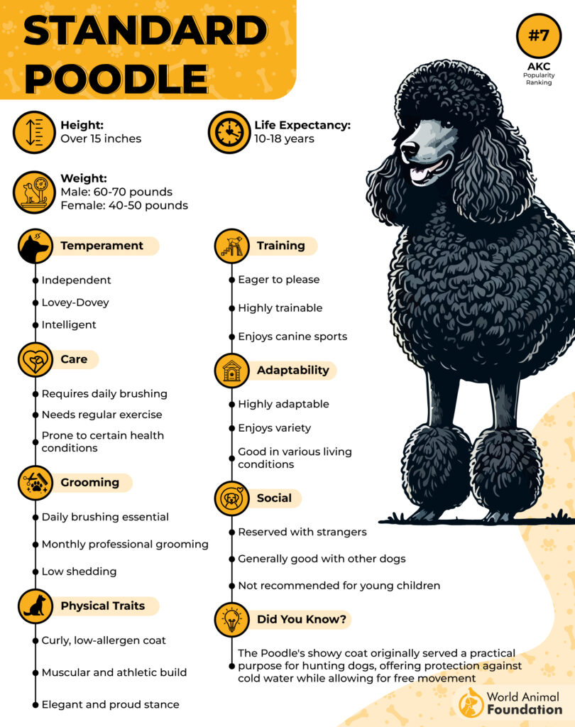 Standard Poodle Breed Profile 01