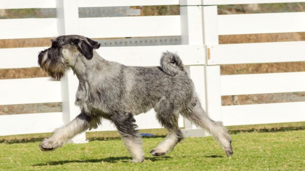 Standard Schnauzers