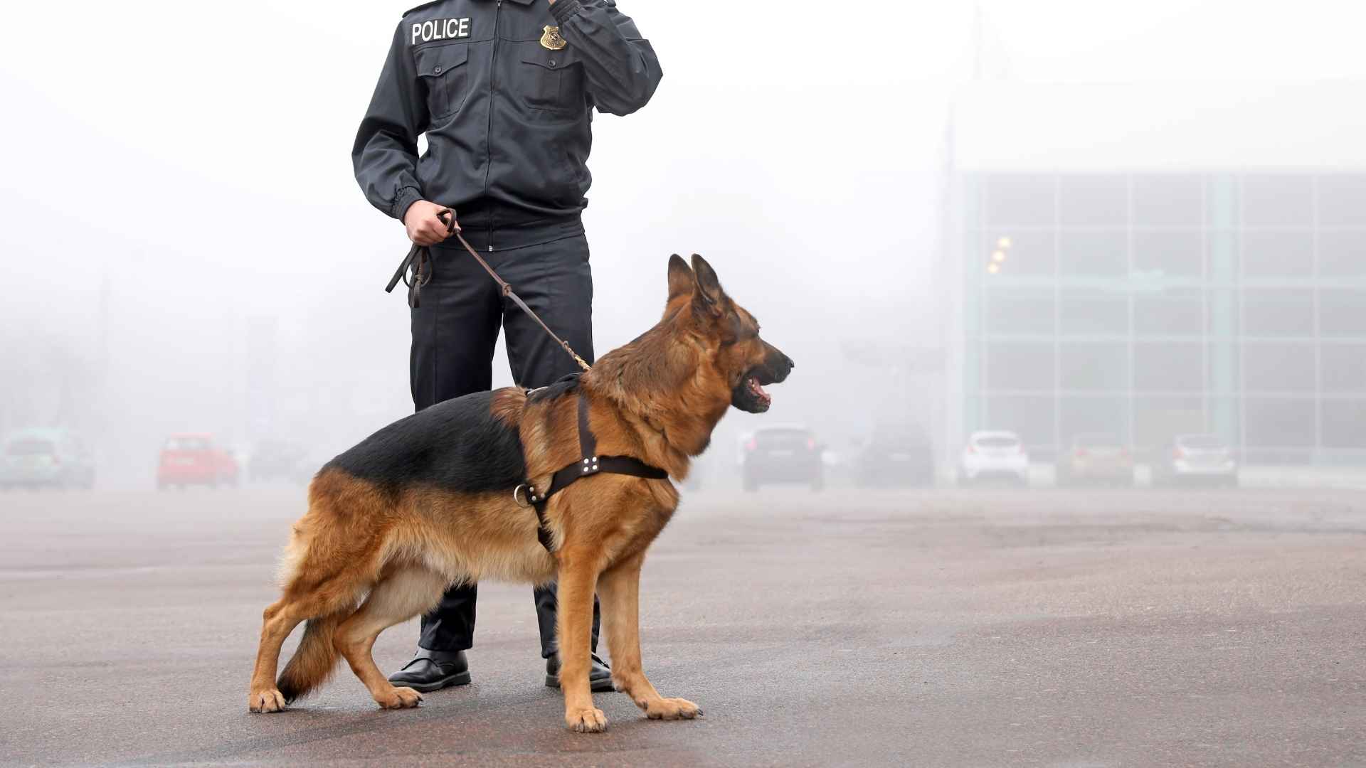 Super Strong and Protective Guard Dogs for Private Security