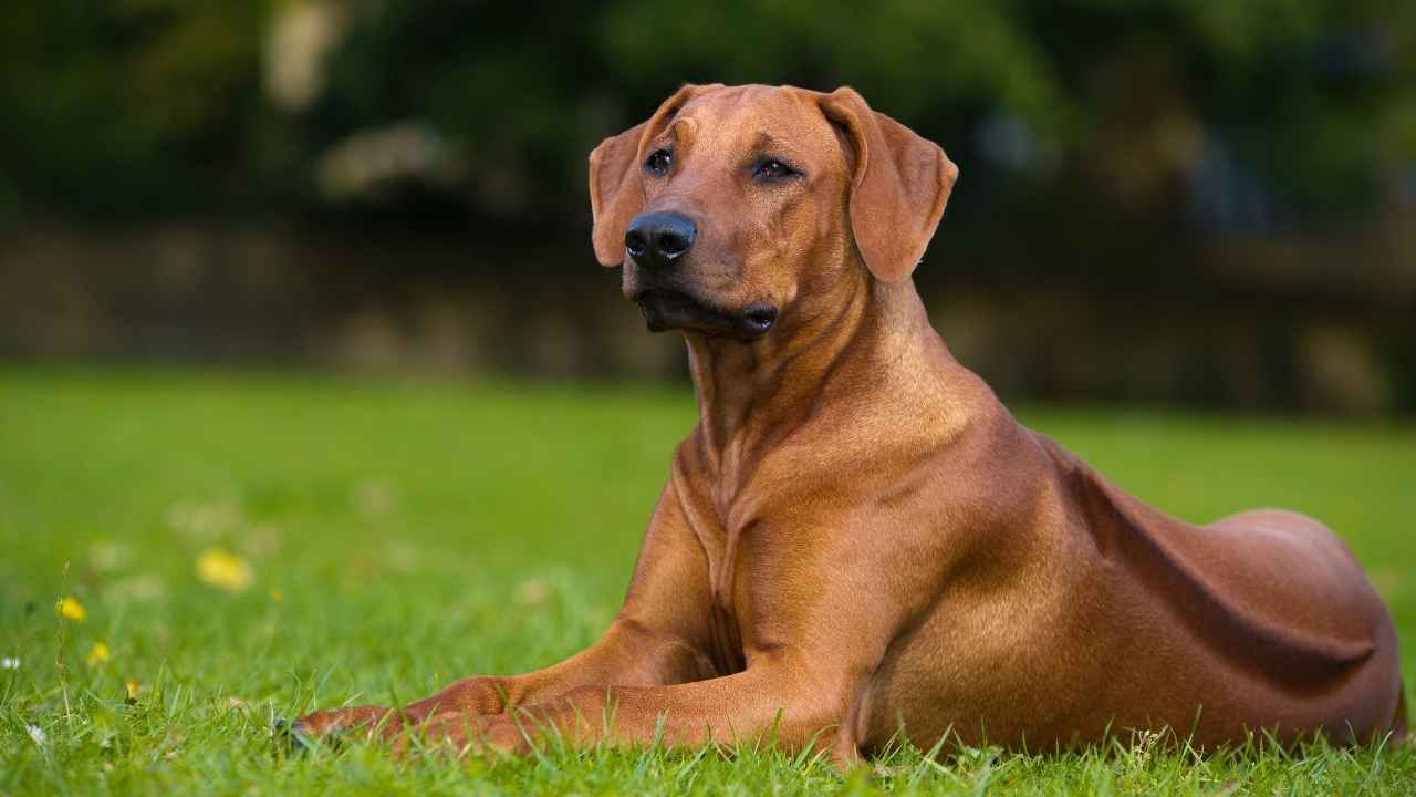 Thai Ridgeback