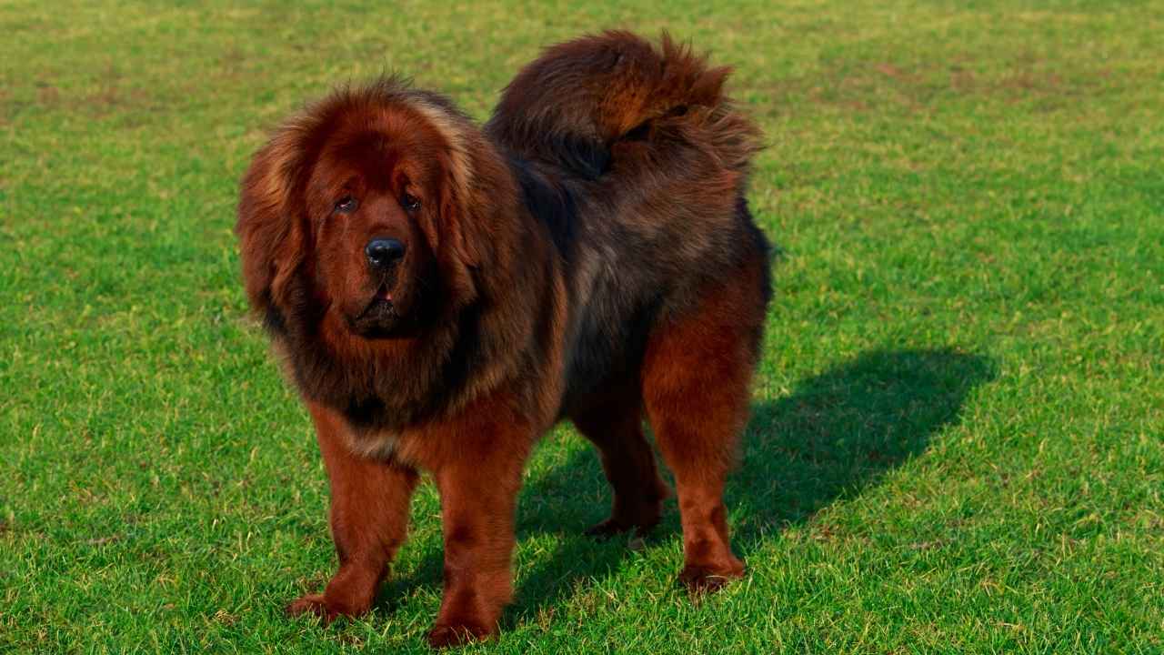 Tibetan Mastiff