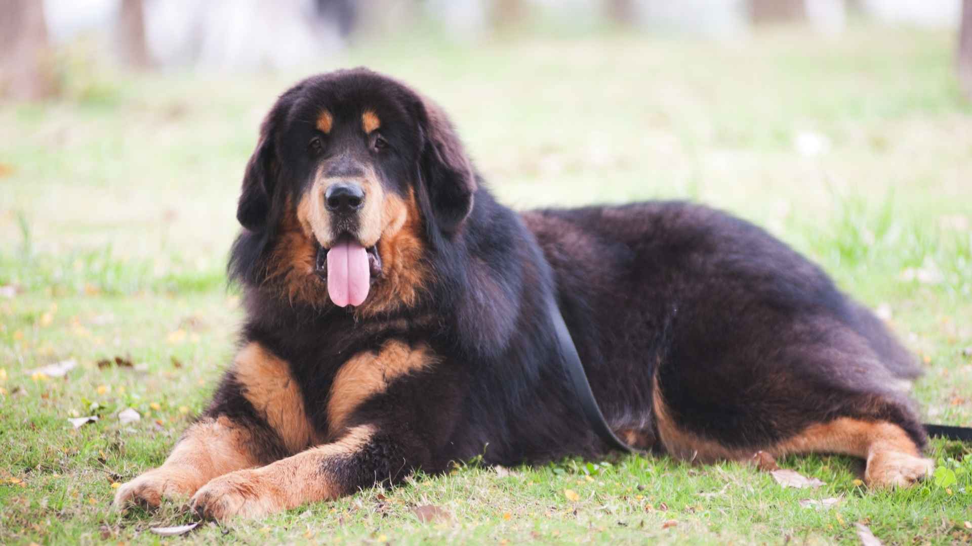 Tibetan Mastiff