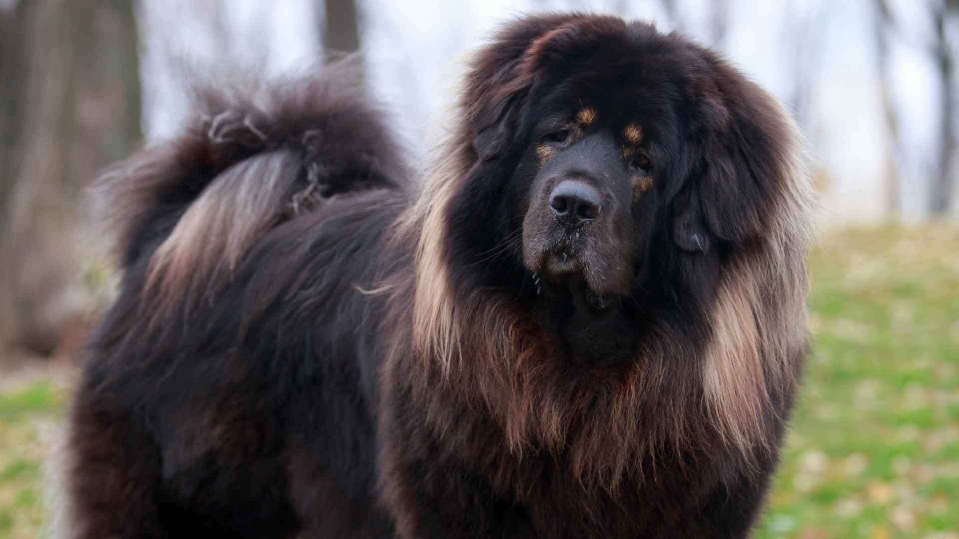 Tibetan Mastiff