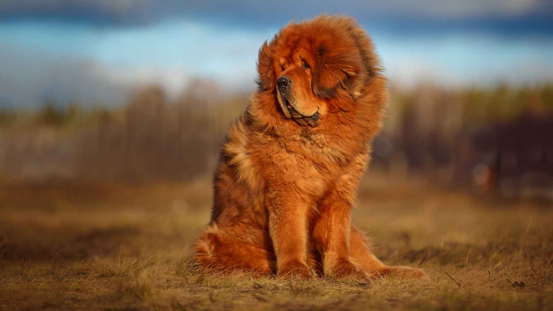 Tibetan Mastiff