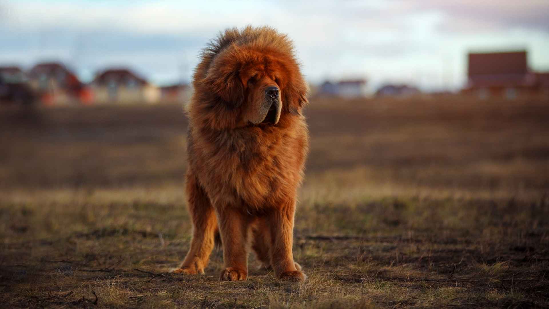 Tibetan Mastiff