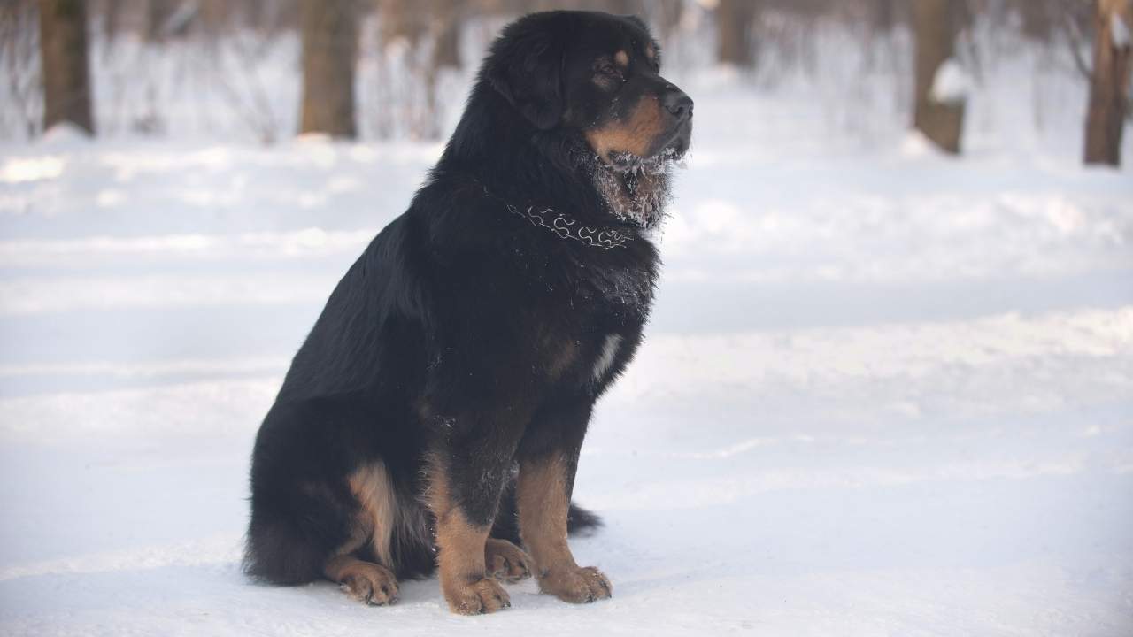 Tibetan Mastiff