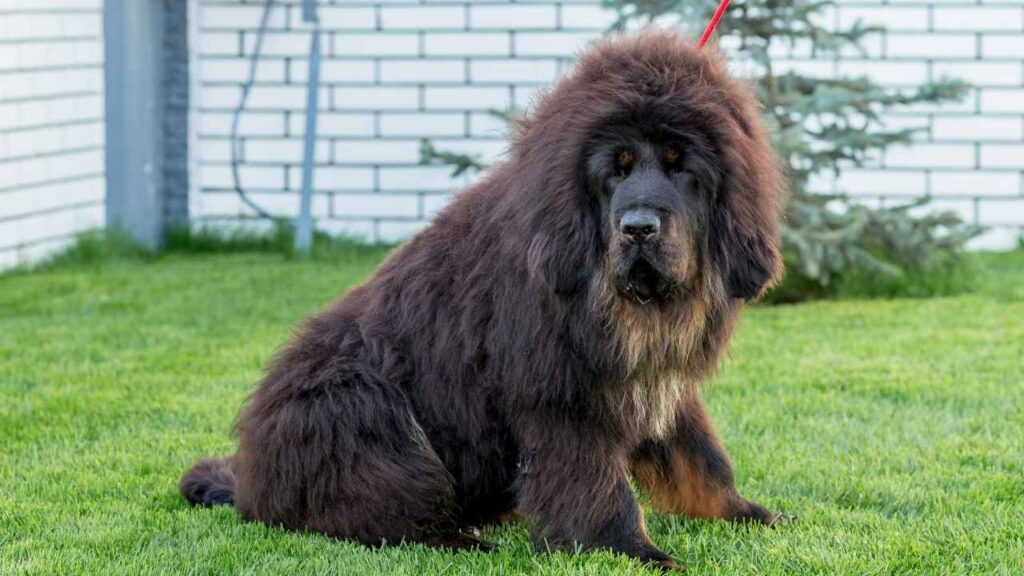 Tibetan Mastiff 8