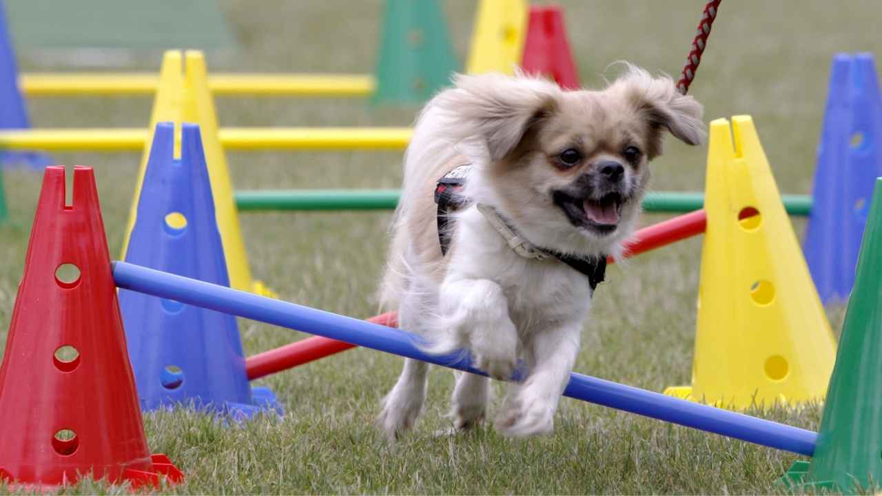 Tibetan Spaniel