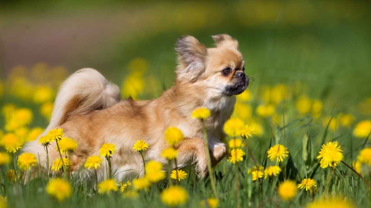 Tibetan Spaniel