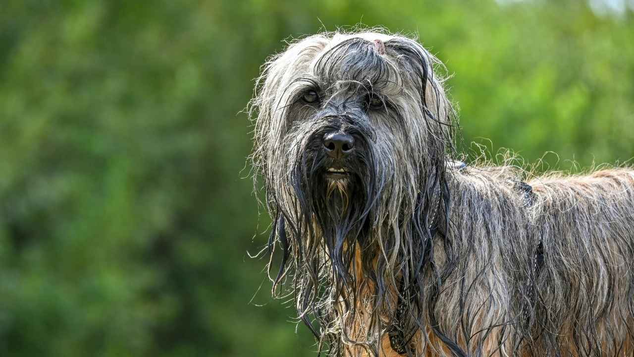 Tibetan Terrier