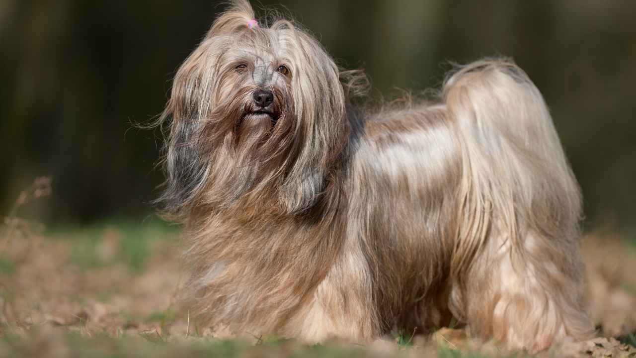 Tibetan Terrier