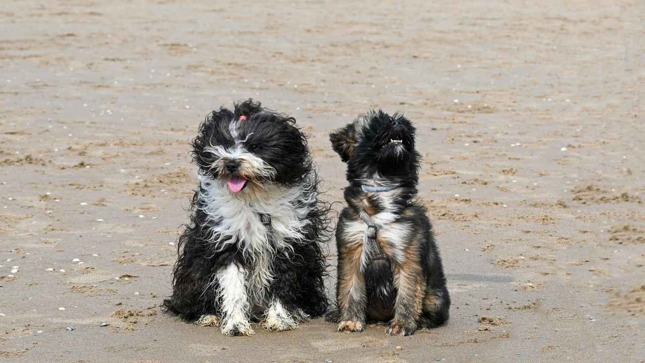 Tibetan Terrier