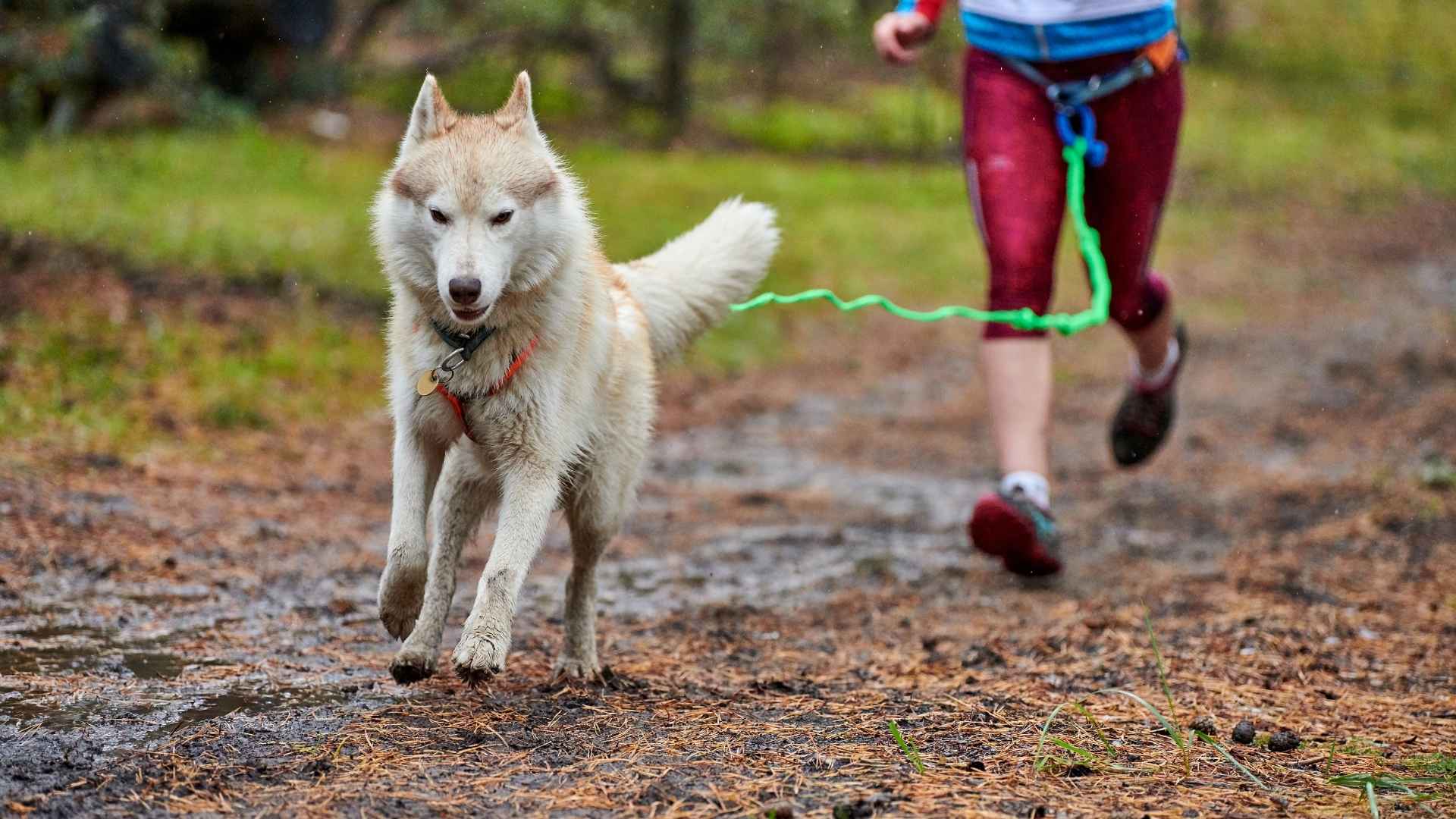 Top 10 High Exercise Needs Dog Breeds for Active Owners