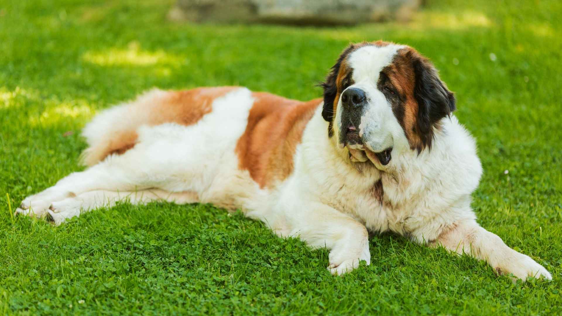 Top 10 Lazy Large Dog Breeds for Relaxed Pet Owners