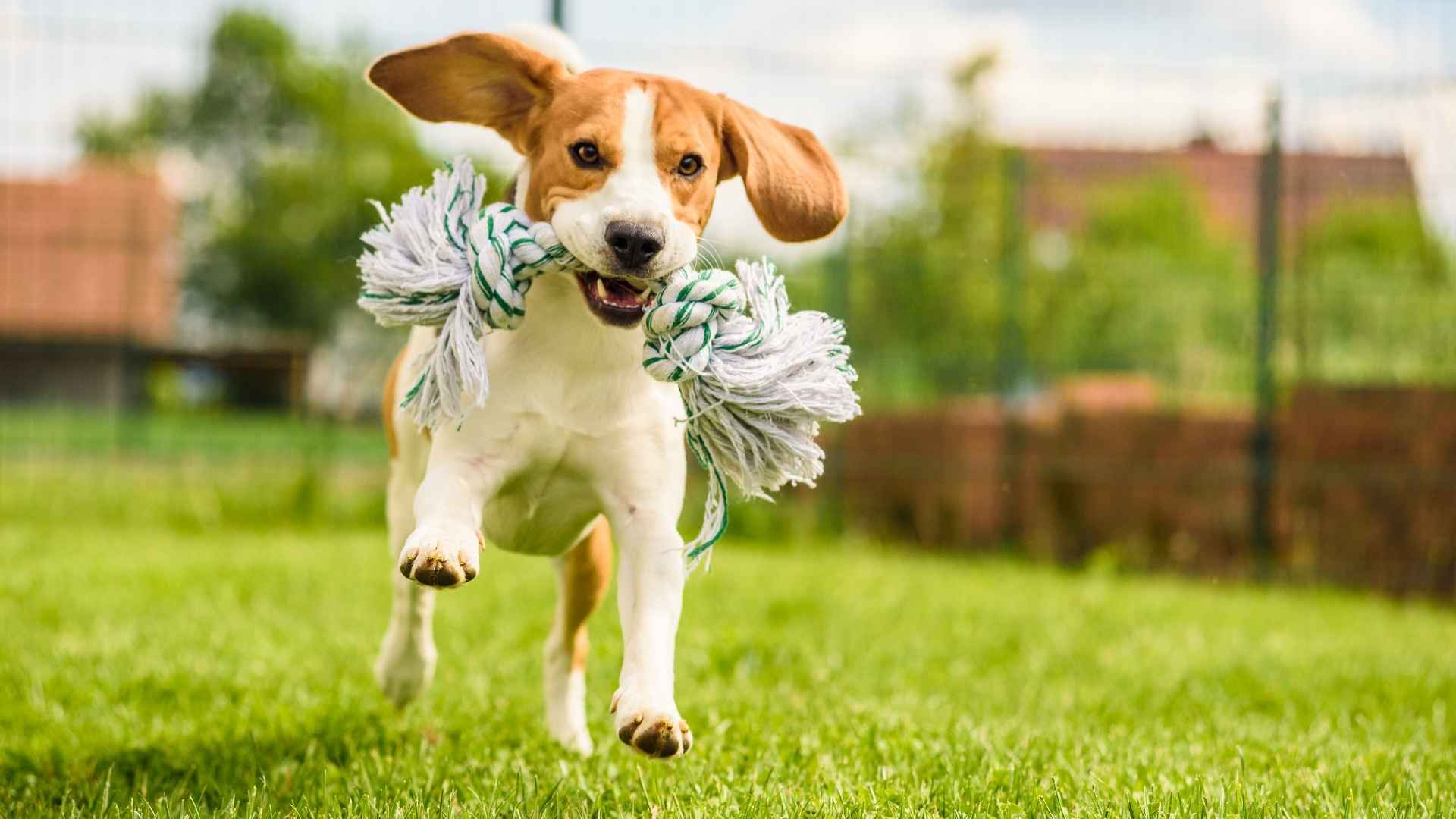 Top 7 Exercise Loving Dog Breeds for an Active Lifestyle 1