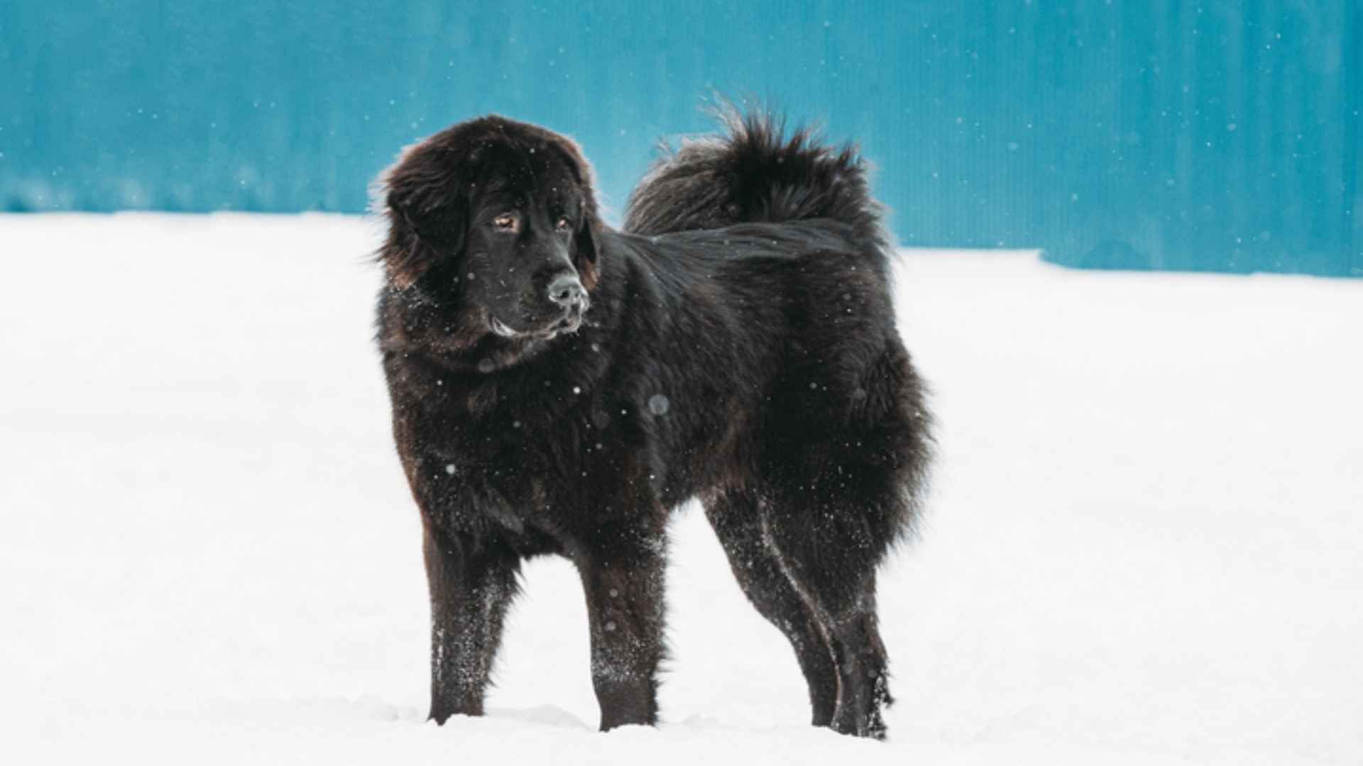 Top 7 Giant Snow Dog Breeds 3