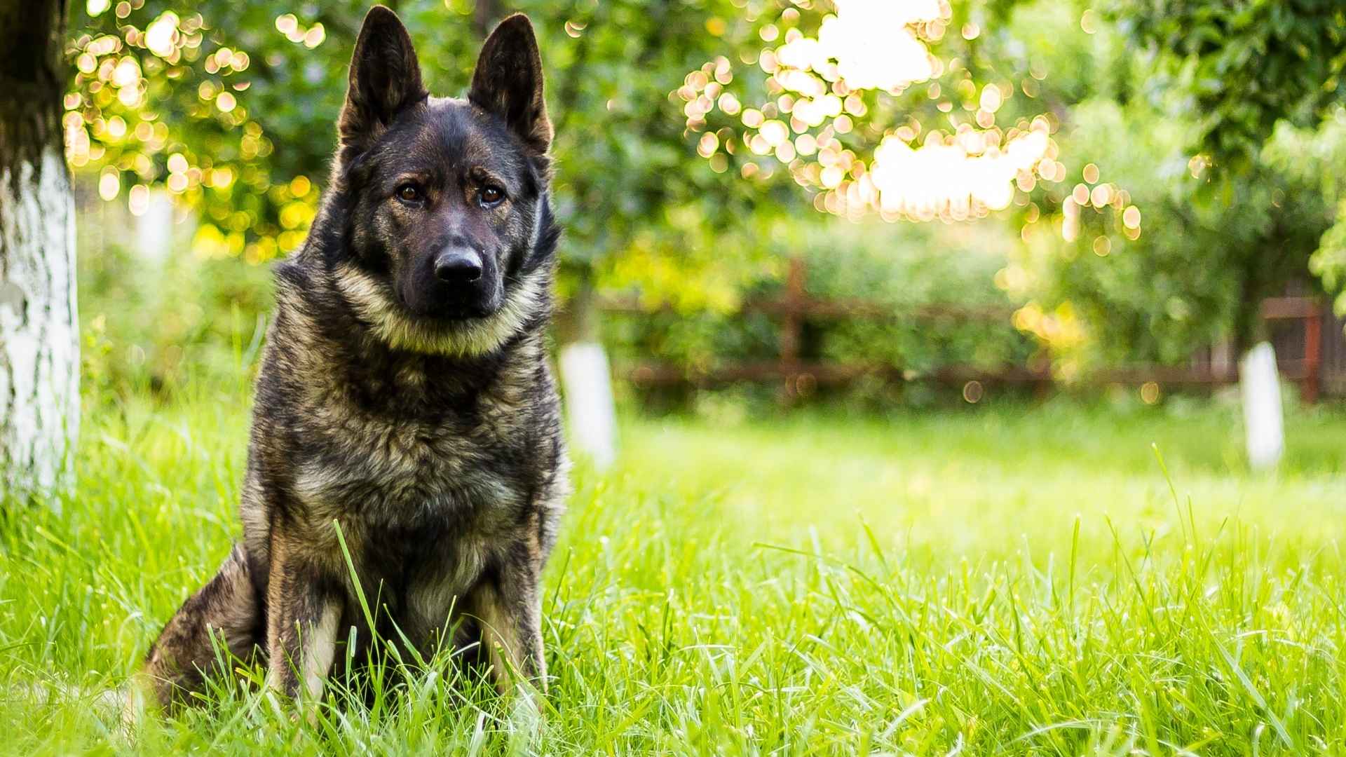 Top 7 Guard Dog Breeds for Handling Large Areas