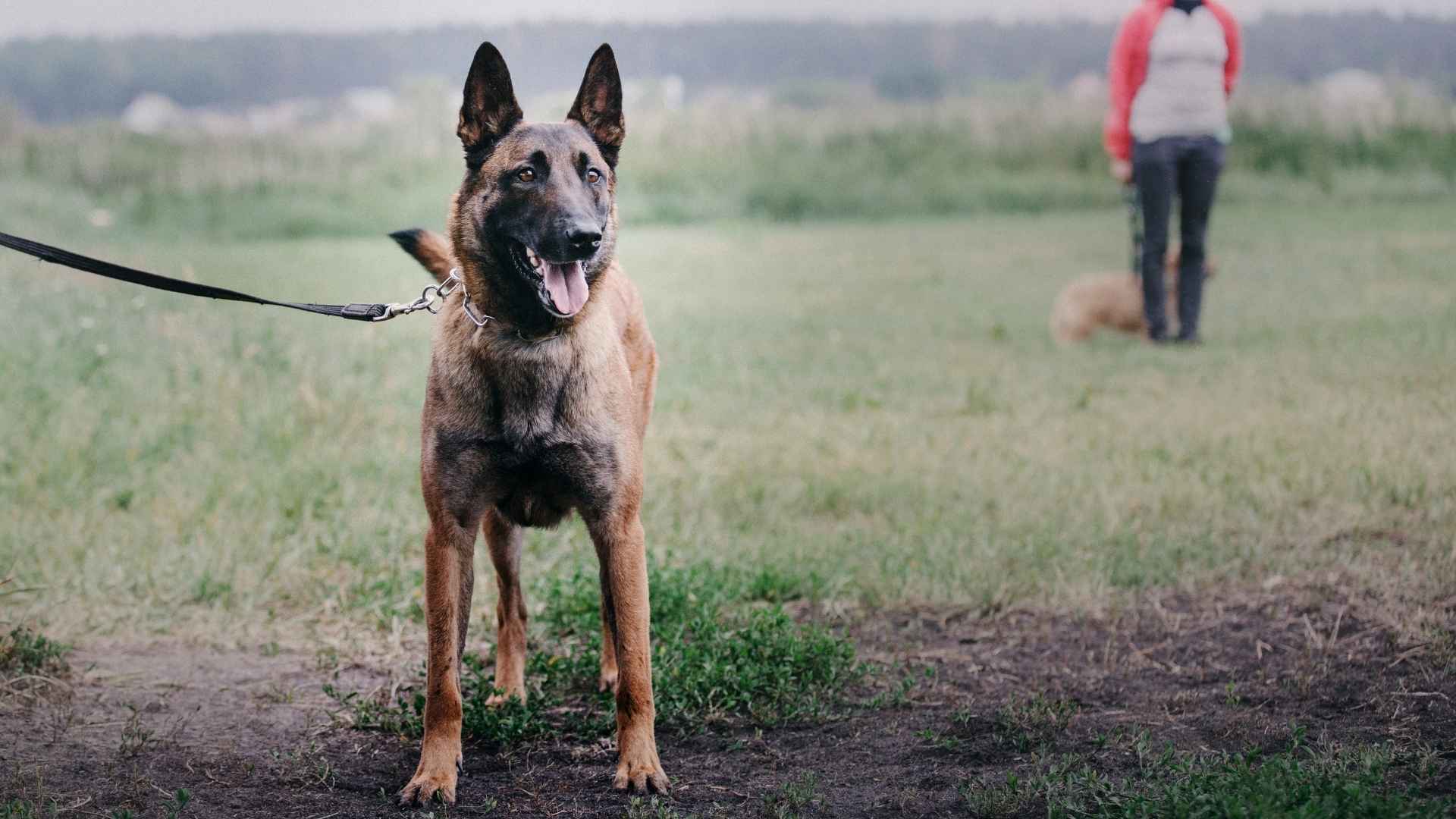 Top 7 Very Alert Watchdog Dog Breeds That Stay Vigilant 247