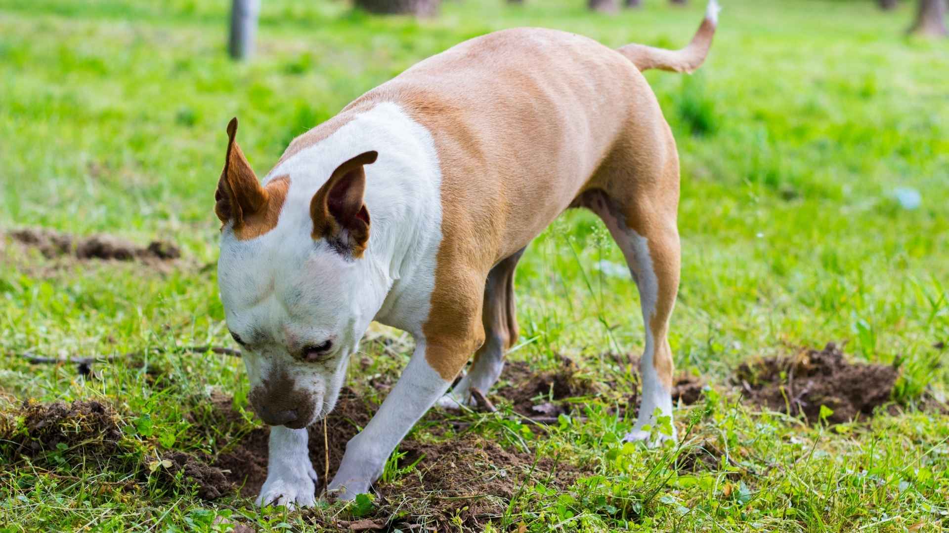 Top 9 Dog Breeds That Love to Burrow Dig Nest