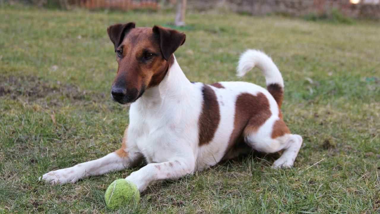 Toy Fox Terrier