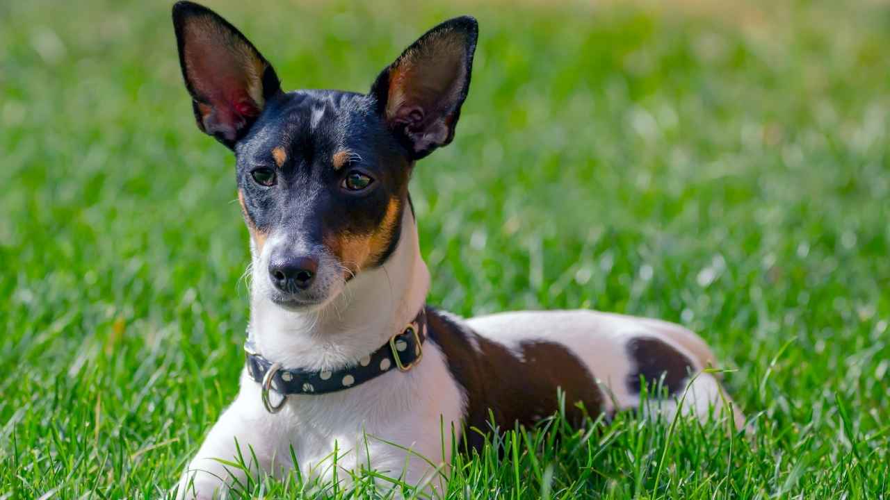 Toy Fox Terrier