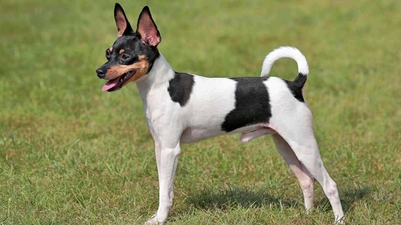 Toy Fox Terrier