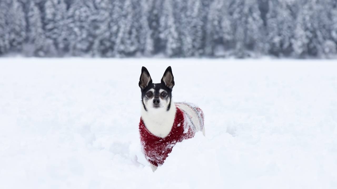 Toy Fox Terrier